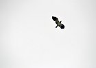 Kievit (Northern Lapwing) (Vanellus vanellus) - Ogii Nuur 14-08-2016 (3)